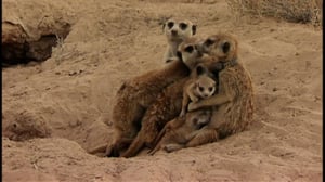 Meerkat Manor, Season 2 Episode 1 image