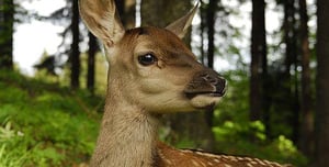 Nature, Season 26 Episode 13 image