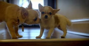 10 Puppies and Us, Season 1 Episode 3 image