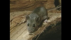 Forensic Files, Season 4 Episode 12 image