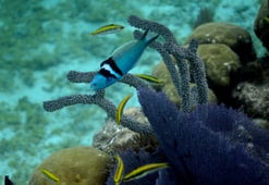 Changing Seas, Season 7 Episode 4 image