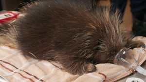 Dr. Oakley, Yukon Vet, Season 9 Episode 8 image