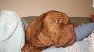 Dog Whisperer with Cesar Millan, Season 6 Episode 7 image