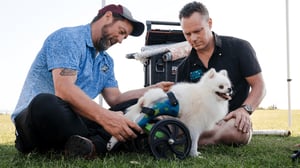 The Wizard of Paws, Season 7 Episode 6 image