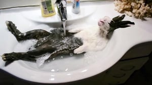 Bad Dog!, Season 3 Episode 5 image