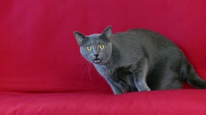 My Cat from Hell, Season 5 Episode 4 image