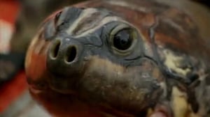 The Jeff Corwin Experience, Season 2 Episode 3 image