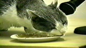 Funniest Pets & People, Season 4 Episode 5 image