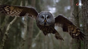 Terra Mater, Season 1 Episode 306 image