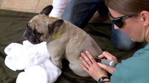 Vets Saving Pets, Season 1 Episode 30 image