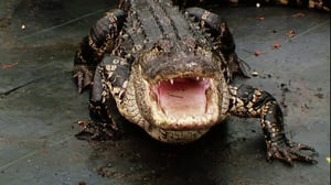 Gator Boys, Season 1 Episode 6 image