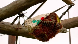 The Secret Life of the Zoo, Season 2 Episode 6 image