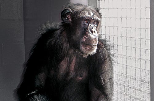 Nature "Chimpanzees: An Unnatural History " - Ron