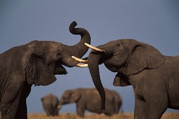 Nova, Season 44 Episode 19 image