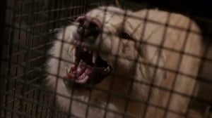 Wolf Lake, Season 1 Episode 9 image