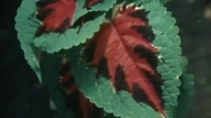 In Search of..., Season 5 Episode 24 image