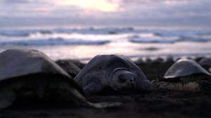 Big Pacific, Season 1 Episode 1 image