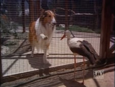 Lassie, Season 19 Episode 12 image