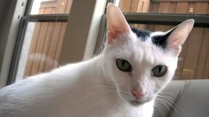 Cats 101, Season 2 Episode 3 image