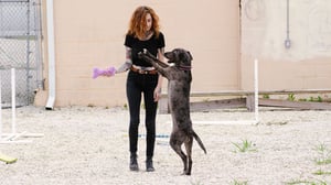 Pit Bulls and Parolees, Season 15 Episode 3 image