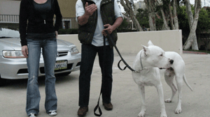 Dog Whisperer with Cesar Millan, Season 7 Episode 12 image