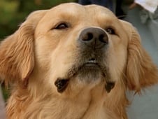 The Adventures of Swiss Family Robinson, Season 1 Episode 25 image