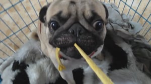 Animals Unleashed, Season 1 Episode 23 image