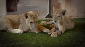 Terra Mater, Season 1 Episode 224 image