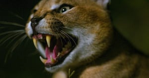 Dead by Dawn, Season 1 Episode 3 image