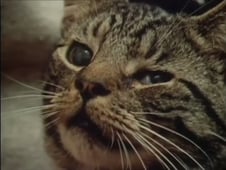 World of Strange Powers, Season 1 Episode 10 image