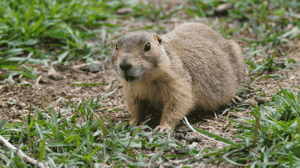 Prairie Dog Manor, Season 1 Episode 10 image
