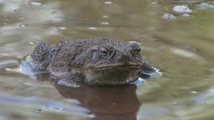 72 Dangerous Animals: Australia, Season 1 Episode 1 image