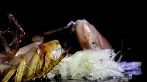 Infested!, Season 2 Episode 2 image