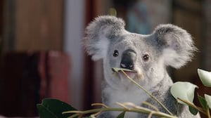 Izzy's Koala World, Season 1 Episode 3 image