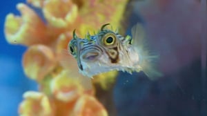 Tanked, Season 3 Episode 3 image