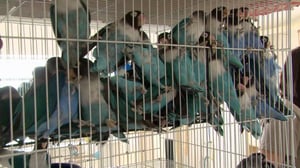 Confessions: Animal Hoarding, Season 3 Episode 1 image