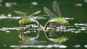 Terra Mater, Season 1 Episode 299 image