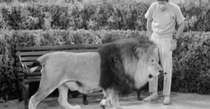 The Many Loves of Dobie Gillis, Season 2 Episode 13 image