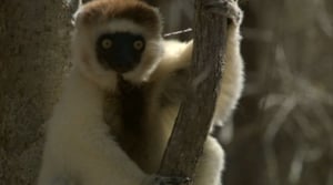 Madagascar, Season 1 Episode 3 image