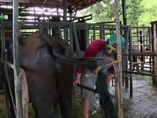 The Adventures of Danny & The Dingo, Season 5 Episode 10 image