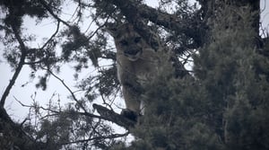 Mountain Men, Season 9 Episode 8 image