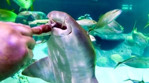 Tanked, Season 8 Episode 6 image