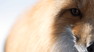 Life Below Zero, Season 1 Episode 8 image