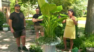 Backyard Envy, Season 2 Episode 3 image