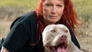 Tia Torres Gives People and Pups Second Chances on Animal Planet's Pit Bulls and Parolees