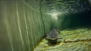 Monster Fish, Season 5 Episode 6 image