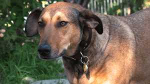 Dog Whisperer with Cesar Millan, Season 5 Episode 14 image