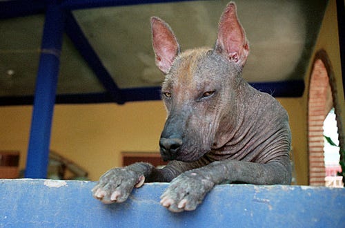 Nature - Dogs That Changed the World - Xolo ritual dog in Mexico.