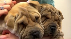 Bondi Vet, Season 4 Episode 5 image