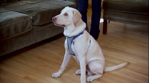 It's Me or the Dog, Season 3 Episode 11 image